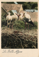 67 NID DE CIGOGNE - Otros & Sin Clasificación