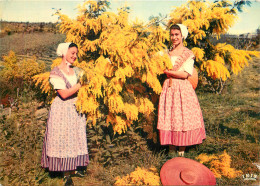 06 CUEILLETTE DU MIMOSAS FOLKLORE - Otros & Sin Clasificación