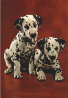 ANIMAUX CHIOTS DALMATIENS - Dogs