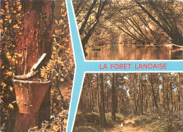 40 LA FORET LANDAISE MULTIVUES - Otros & Sin Clasificación