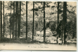 -2B- CORSE-  La Foret D'Aitone - Other & Unclassified