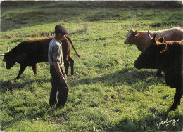 AGRICULTURE VACHES SALERS - Breeding