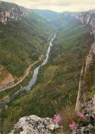 48 - Les Gorges Du Tarn - Du Rocher De Cinglegros échappée Sur La Vallée En Direction Des Vignes - CPM - Voir Scans Rect - Gorges Du Tarn