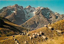 05 - Hautes Alpes - Col Du Galibier - La Meije, Le Pic Gaspard Et Le Trois Pics Du Lautaret - Moutons - CPM - Voir Scans - Andere & Zonder Classificatie