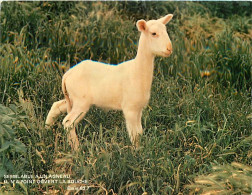 Animaux - Moutons - Agneaux - CPM - Voir Scans Recto-Verso - Other & Unclassified