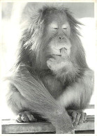 Animaux - Singes - Orang-Outan - Collection Humour à La Carte - Esprit Es Tu La ? - Carte Neuve - CPM - Voir Scans Recto - Monkeys