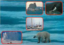 Animaux - Ours - Ours Blanc - Norvège - Multivues - Bear - CPM - Voir Scans Recto-Verso - Bears