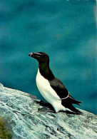 Animaux - Oiseaux - Petit Pingouin Alca Torda - CPM - Voir Scans Recto-Verso - Pájaros