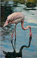 Animaux - Oiseaux - Flamants Roses - CPM - Voir Scans Recto-Verso - Vögel