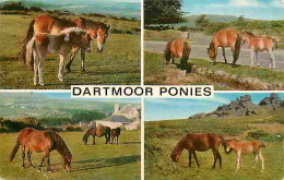 Animaux - Chevaux - Dartmoor Ponies - Poneys - Multivues - CPM - Voir Scans Recto-Verso - Chevaux