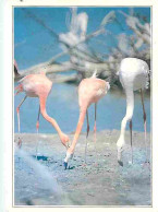 Animaux - Oiseaux - Flamants Roses - En Camargue - CPM - Voir Scans Recto-Verso - Oiseaux