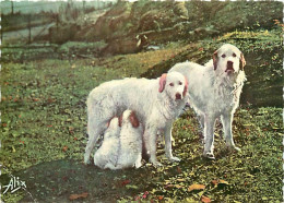 Chiens - CPM - Voir Scans Recto-Verso - Dogs