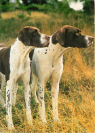 Chiens - CPM - Voir Scans Recto-Verso - Chiens