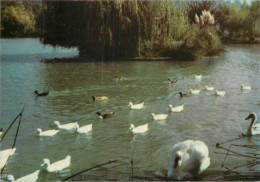 83 SAINT PIERRE DE TOURTOUR EN PROVENCE LE LAC  - Autres & Non Classés