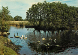 44 EN BRIERE PAYSAGE DANS LES MARAIS  - Autres & Non Classés