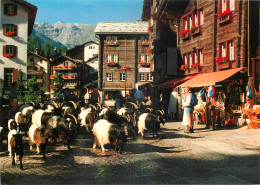 GEISSEN AUF DEM KIRCHPLATZ IN ZERMATT SUISSE  - Sonstige & Ohne Zuordnung