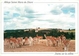 31 ABBAYE SAINTE MARIE DU DESERT - Otros & Sin Clasificación