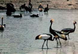 CPM - ZAKOUMA - Grues Couronnées (Parc National) - Photo M.Anna - Edition Abtour - Tschad