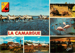 13 CAMARGUE MULTIVUES  - Altri & Non Classificati