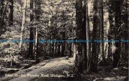 R157404 Silver Birches Paradise Road. Wakatipu. N. Z. Tanner Bros - World