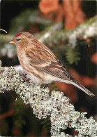 Animaux - Oiseaux - A Définir - Petit Oiseau - CPM - Voir Scans Recto-Verso - Oiseaux