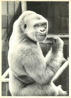 Animaux - Singes - Gorille - Collection Humour à La Carte - Psitt - Carte Neuve - CPM - Voir Scans Recto-Verso - Monos