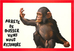 Animaux - Singes - Chimpanzé - Carte à Message - Carte Neuve - CPM - Voir Scans Recto-Verso - Affen