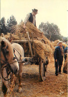 Animaux - Chevaux - CPM - Voir Scans Recto-Verso - Horses