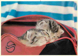Animaux - Chats - Chatons - Carte Neuve - CPM - Voir Scans Recto-Verso - Chats