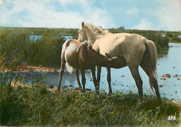 Animaux - Chevaux - CPM - Voir Scans Recto-Verso - Caballos