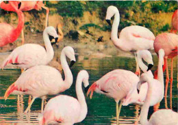 Animaux - Oiseaux - Flamants Roses - En Camargue - CPM - Voir Scans Recto-Verso - Oiseaux