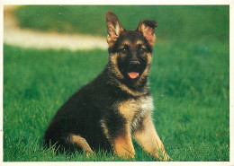 Chiens - CPM - Voir Scans Recto-Verso - Cani