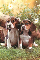 Chiens - CPM - Voir Scans Recto-Verso - Perros