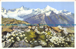 R157424 Chrysanthemum Alpinum Am Riffelberg Bei Zermatt. Photochromie - Monde