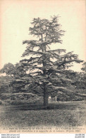 92 PARC DU CHATEAU DE LA MALMAISON LE CEDRE DE MARENGO PLANTE PAR JOSEPHINE - Rueil Malmaison