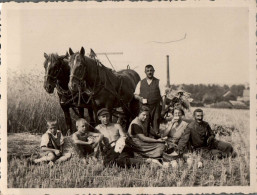 H2737 - Bauern Ernte Feld Pferd Horses Gespann Feldarbeit - Bauern