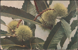 Castanea Sativa - Edle Kastanie, C.1905-10 - Römmler & Jonas AK - Trees