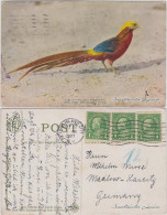 Postcard Bronx Zoological Park: Golden Pheasant 1927 - Sonstige & Ohne Zuordnung