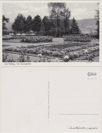 Ansichtskarte Bad Driburg Partie Im Rosengarten 1957  - Bad Driburg