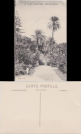Algier دزاير Jardin D'Essal - Allee Des Palmiers/Parkanlage 1922  - Algiers