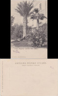 Cartoline Stresa Stresa Giardini Isola Madre (Lago Maggiore) 1914 - Other & Unclassified