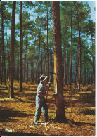 [40] Landes Paysage Des Landes Resinier Au Travail 00 - Andere & Zonder Classificatie