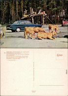Schloß Holte-Stukenbrock Hollywood Safaripark Stukenbrock - Löwen Autos 1971 - Autres & Non Classés