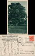 Ansichtskarte Elstra Halštrow Berghorn - Wohla B Pulsnitz Kamenz
 1922 - Otros & Sin Clasificación