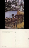 Postcard Kandy Boxwood Treetment 1967 - Sri Lanka (Ceylon)