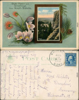 Ansichtskarte  State Flower An Greetings Form South Dakota 1913 - Sonstige & Ohne Zuordnung