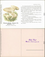 Ansichtskarte  Pilze - Pflaumen - Rässling 1914 - Andere & Zonder Classificatie