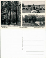 Ansichtskarte Bokel-Sprakensehl Maseler Wald, Schafsherde, Quelle 1940  - Altri & Non Classificati