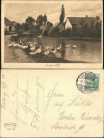 Ansichtskarte  Gänseschaar Im Dorffluss 1903 - Pájaros