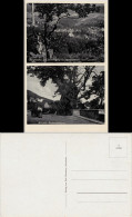 Dannenfels Panorama Von Der Wacht Und 900jähriger Kastanienbaum 1930 - Other & Unclassified